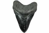 Fossil Megalodon Tooth - Multi-Toned Enamel #226759-1